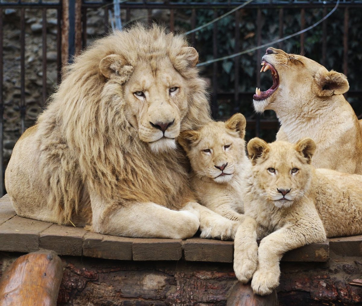 Семейство Львов Прайд