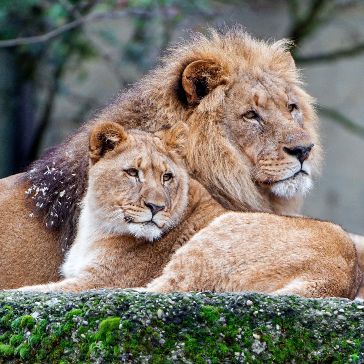 Лев и львица любовь