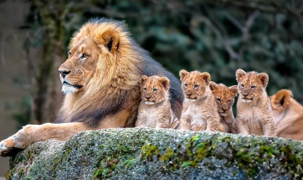 Прайд Львов семья