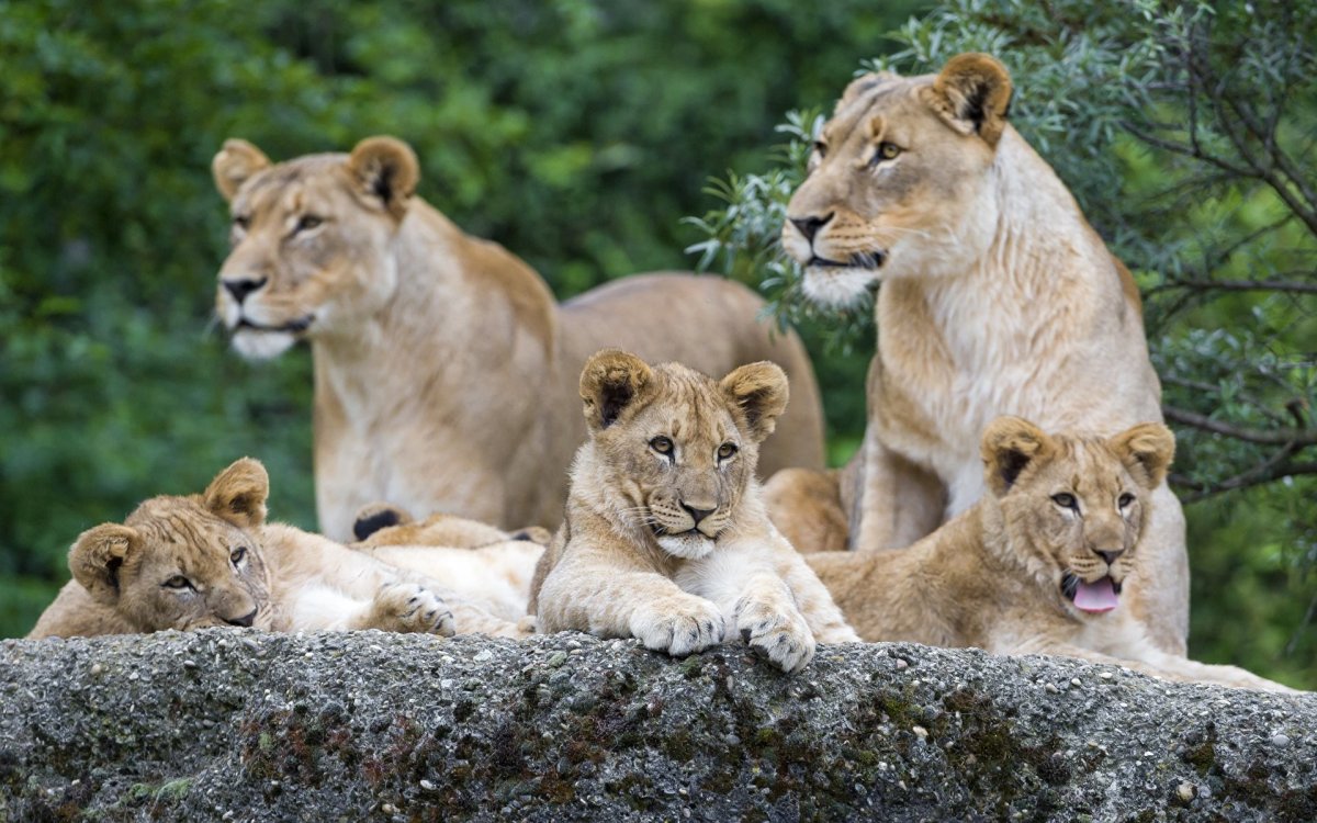 Лев львица и Львенок семья