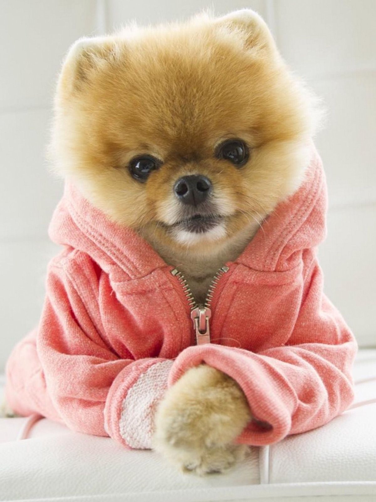 Красивые маленькие собачки