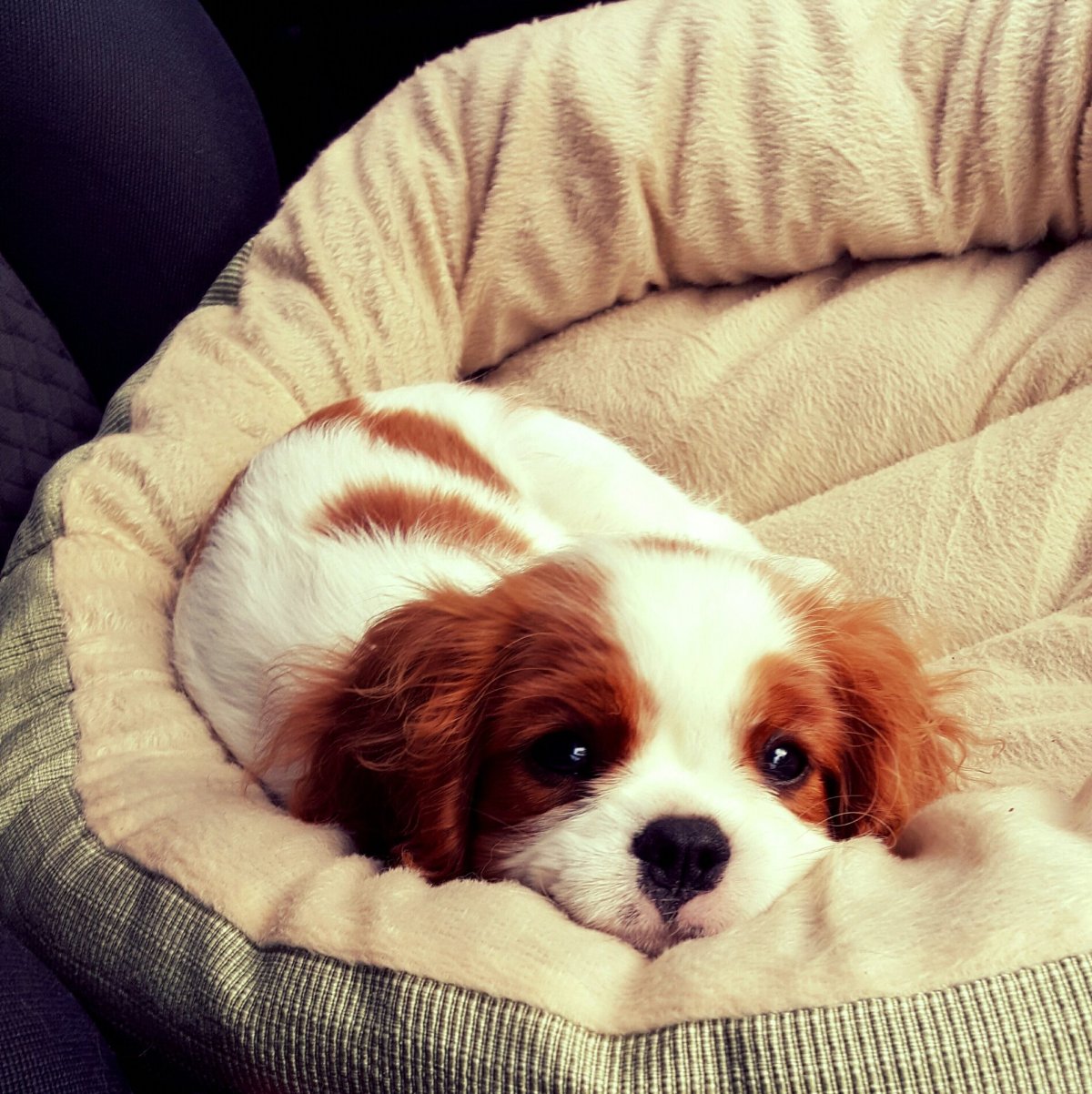 Померанский шпиц