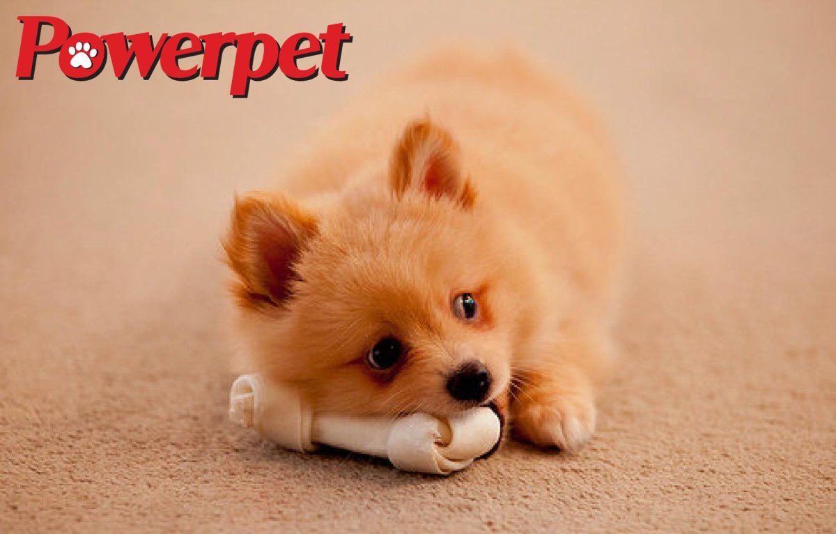 Милые щеночки