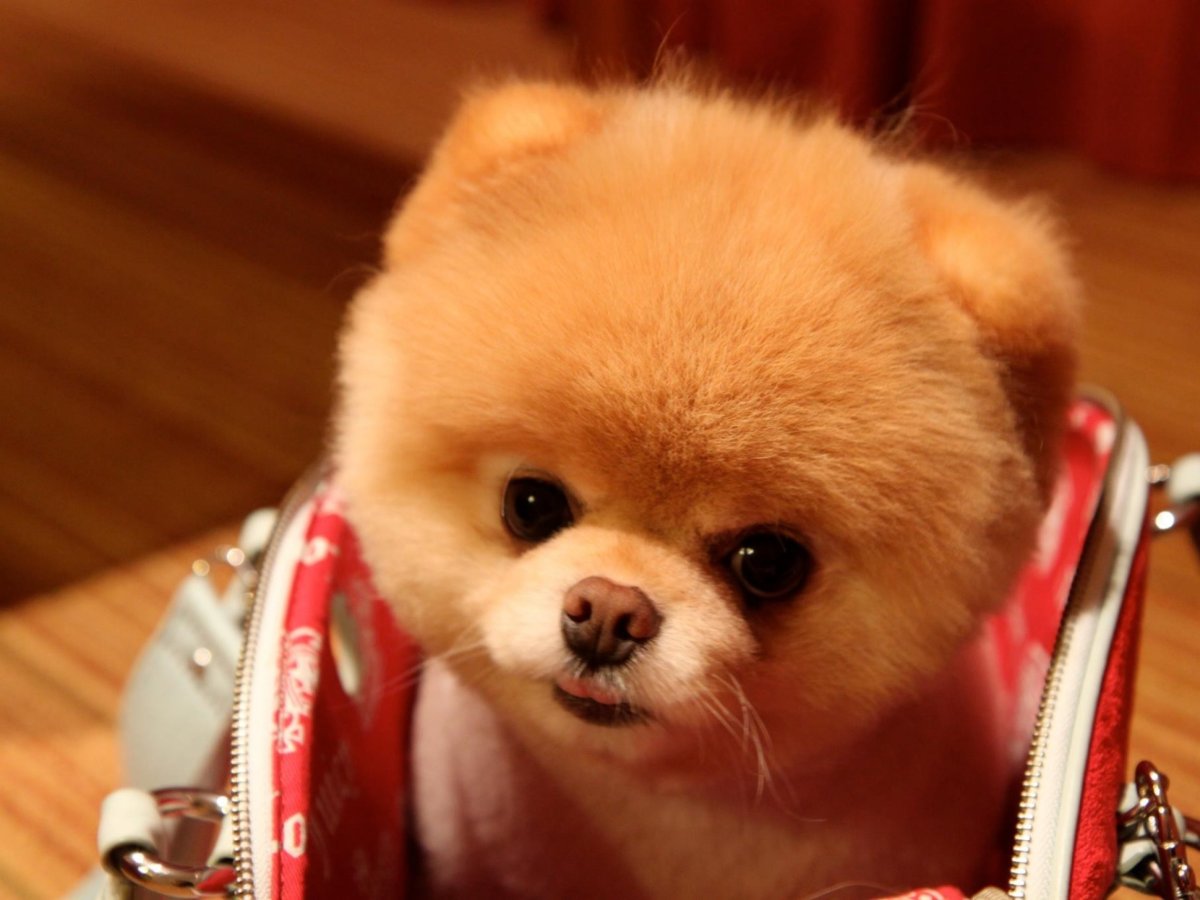 Померанский шпиц милашка