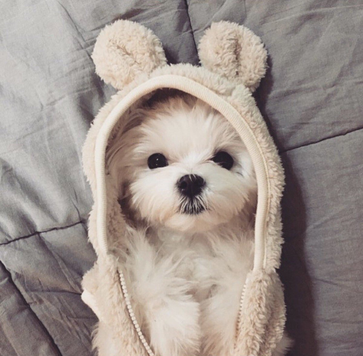 Померанский шпиц Jiff