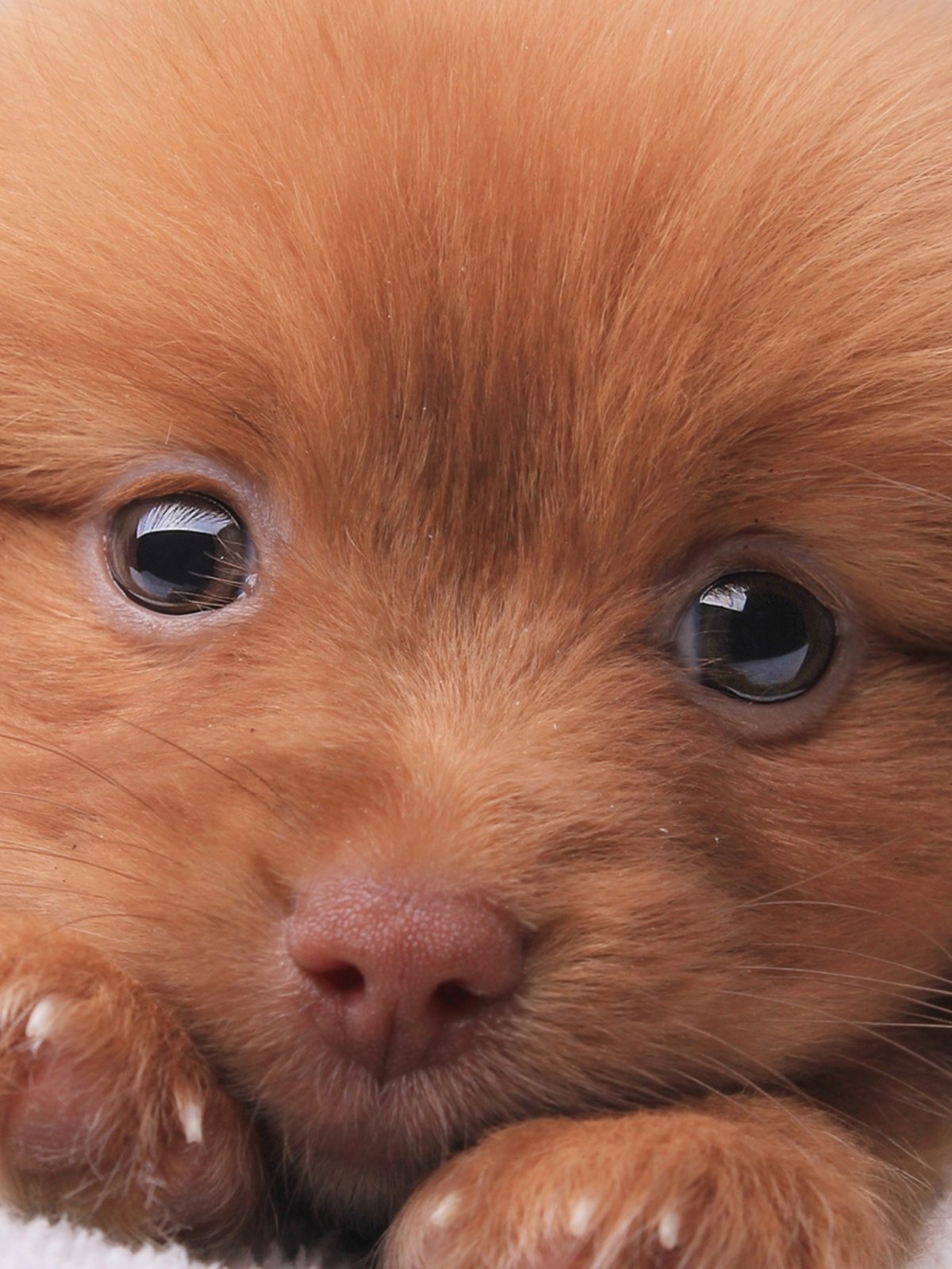 Щенки очень милые