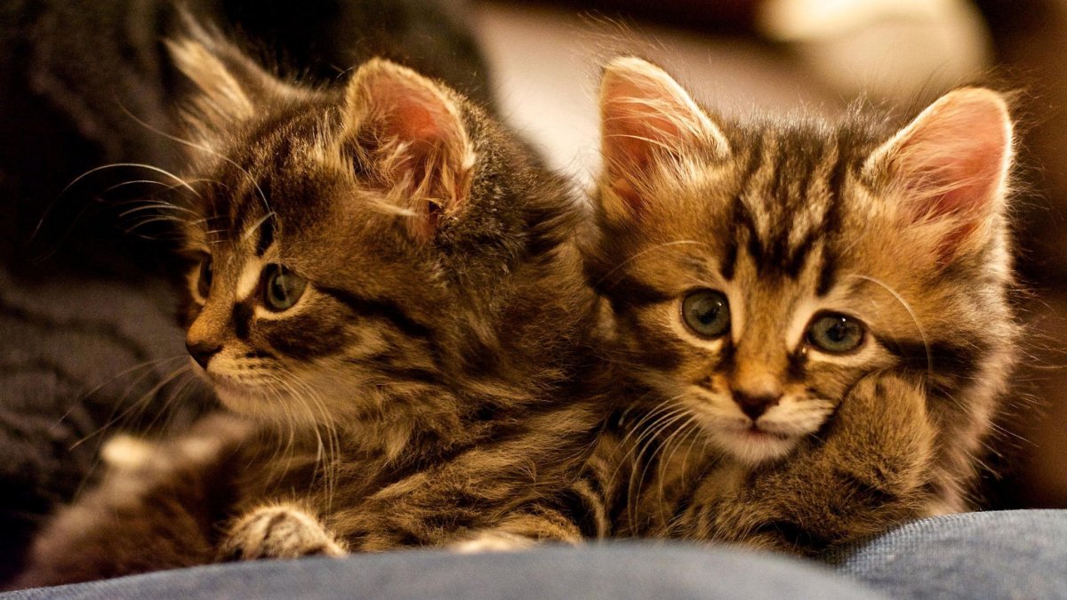 Милые кошки