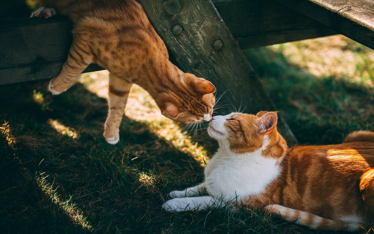 Коты обнимаются на рабочий стол