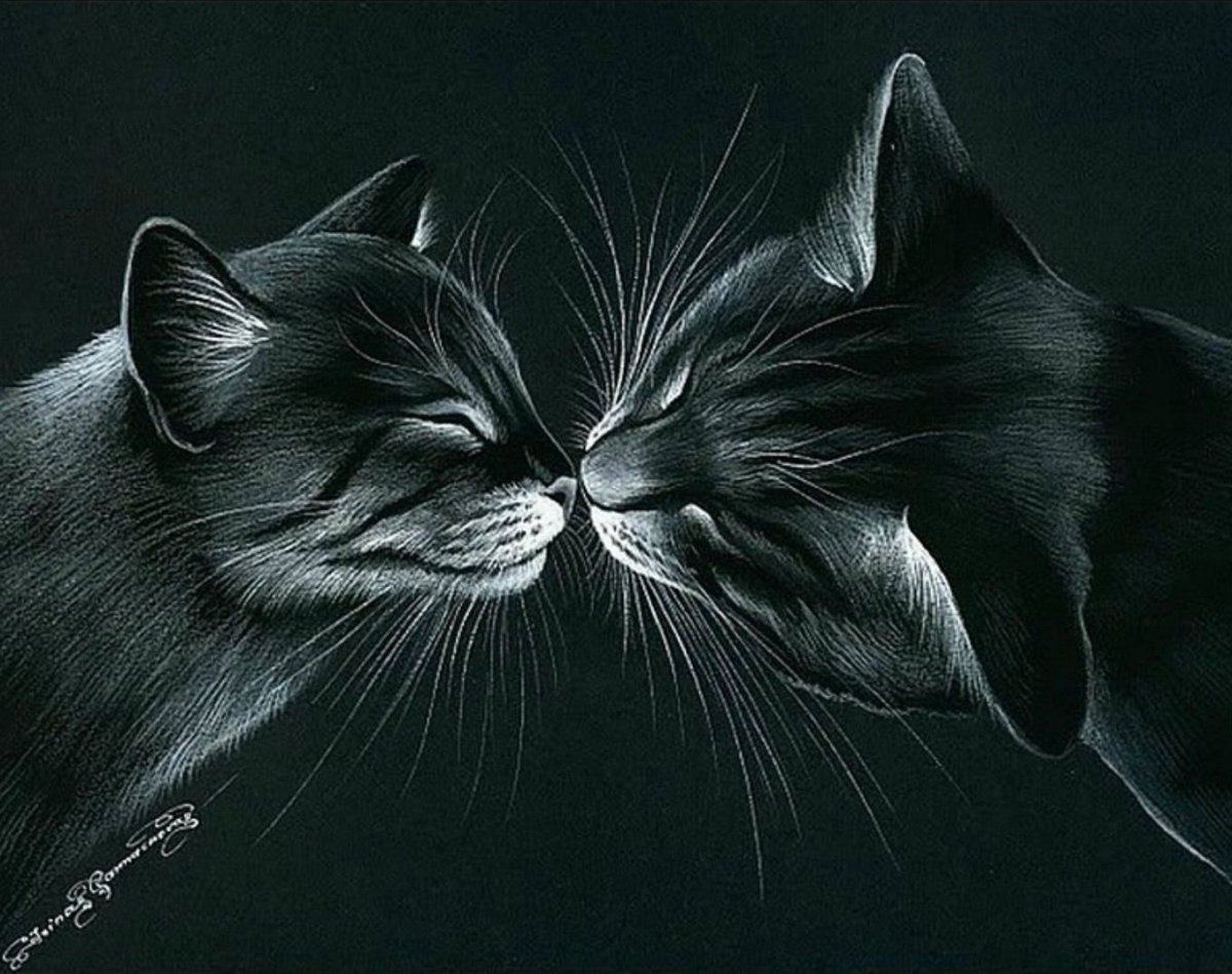 Два котенка на черном фоне