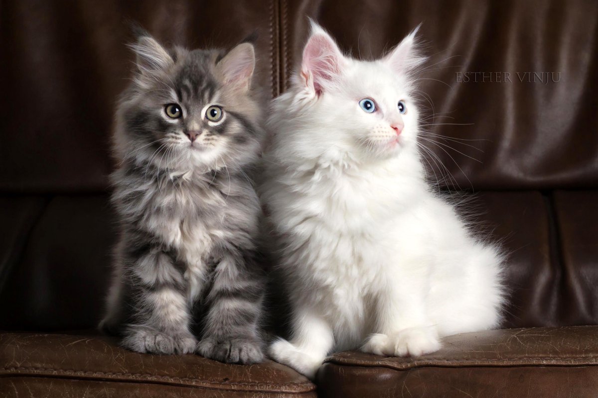 Котята фото