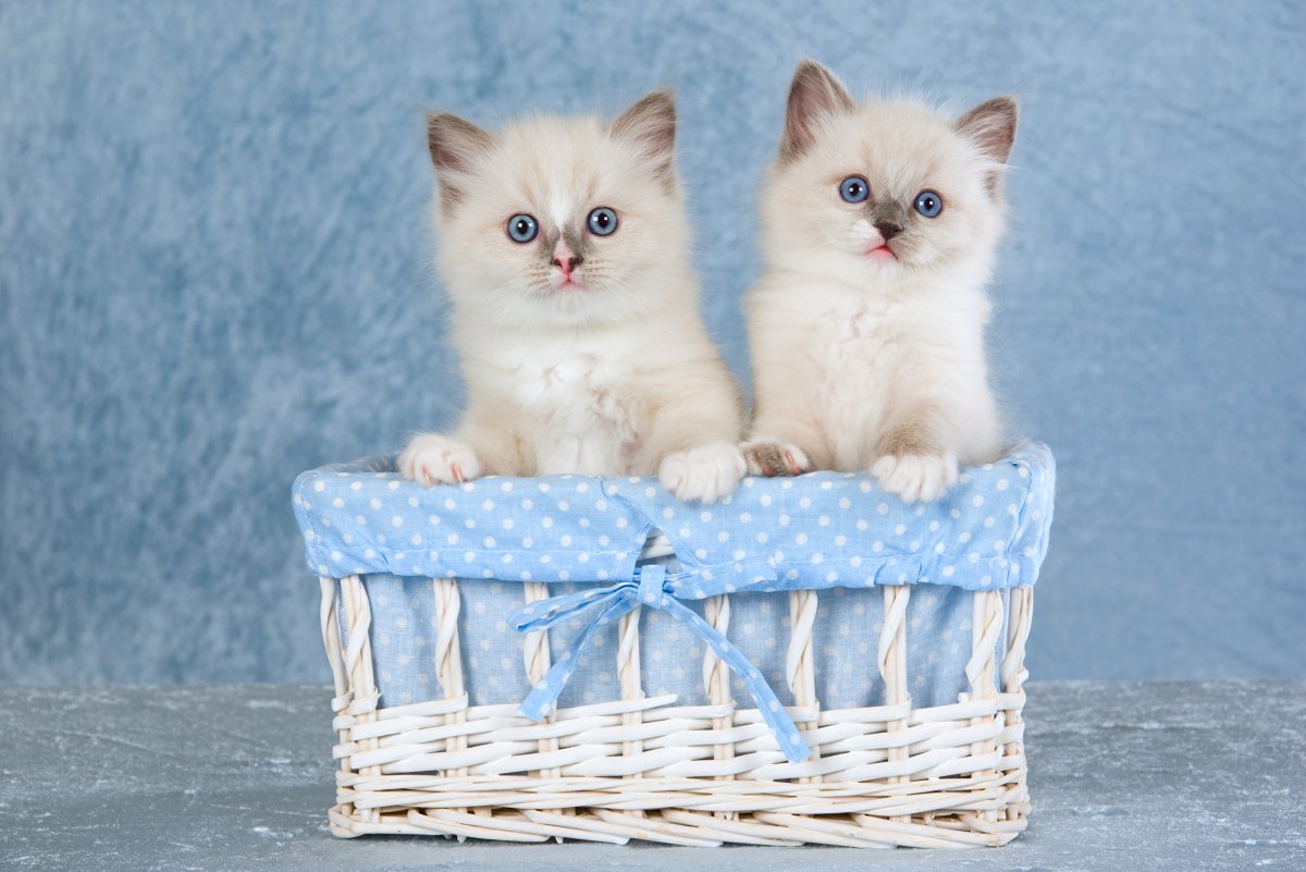 Красивые котятки