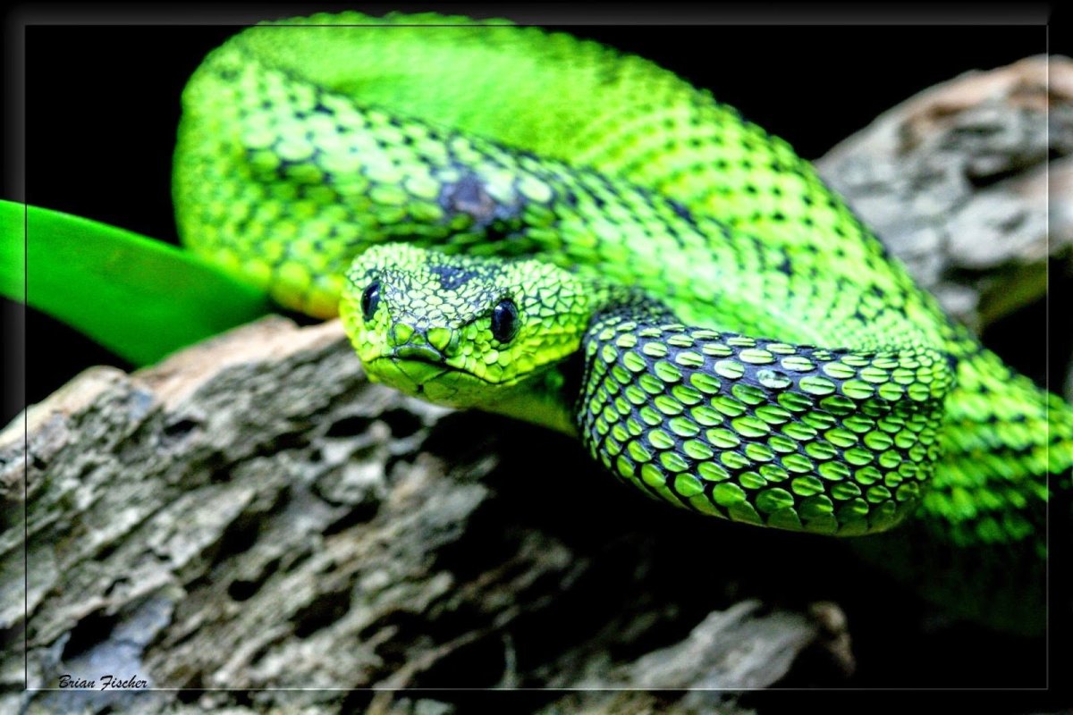 Зеленая куфия змея