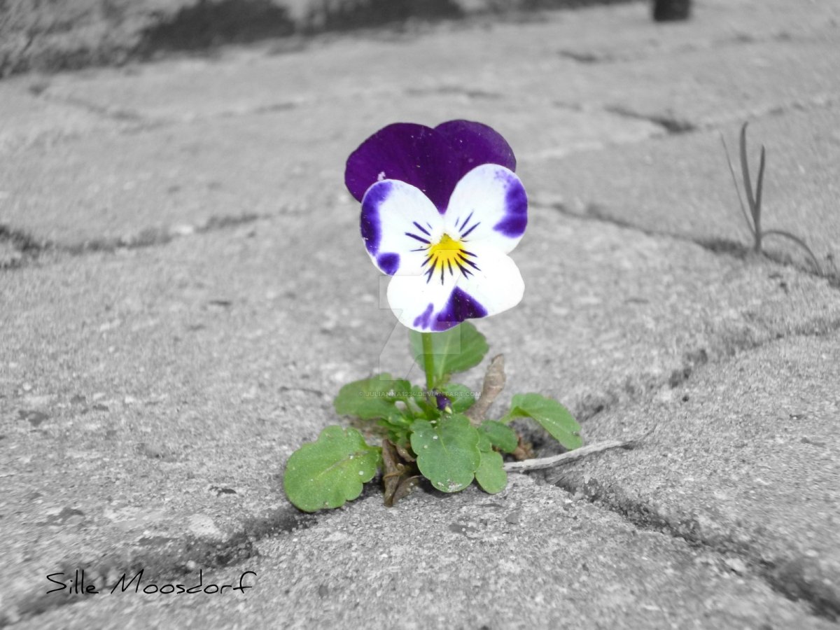 Розовый асфальт