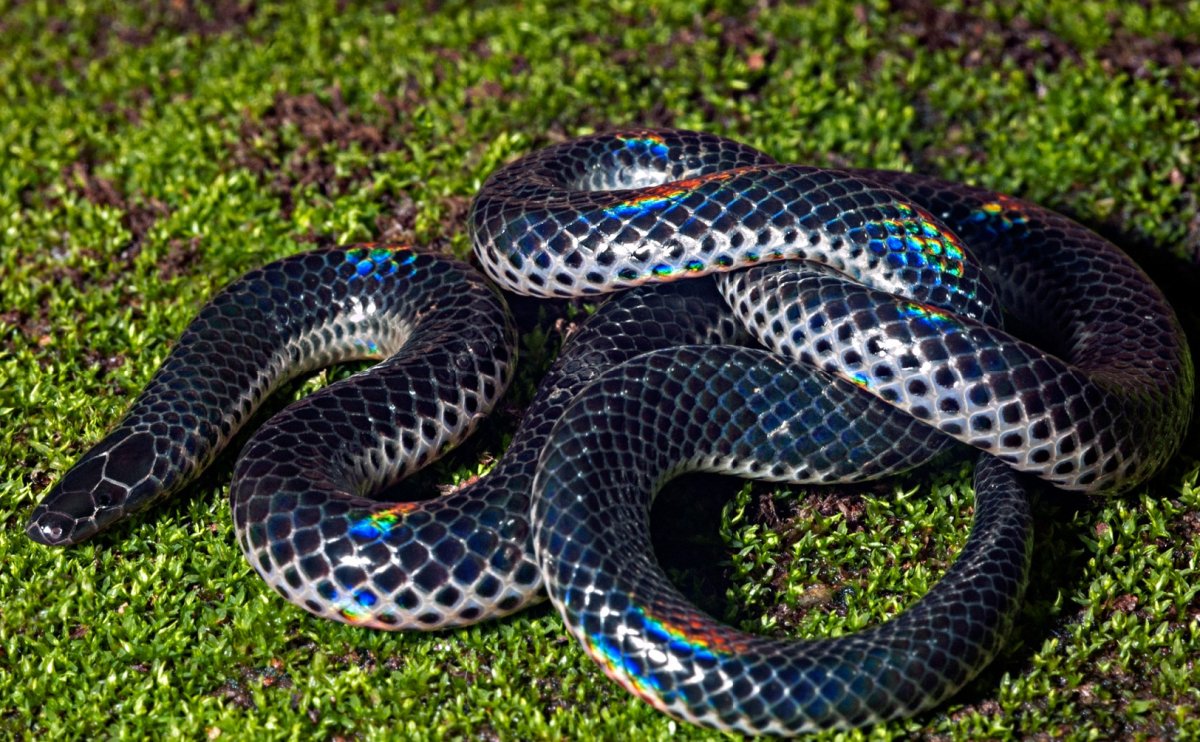 Лучистая змея Xenopeltis Unicolor