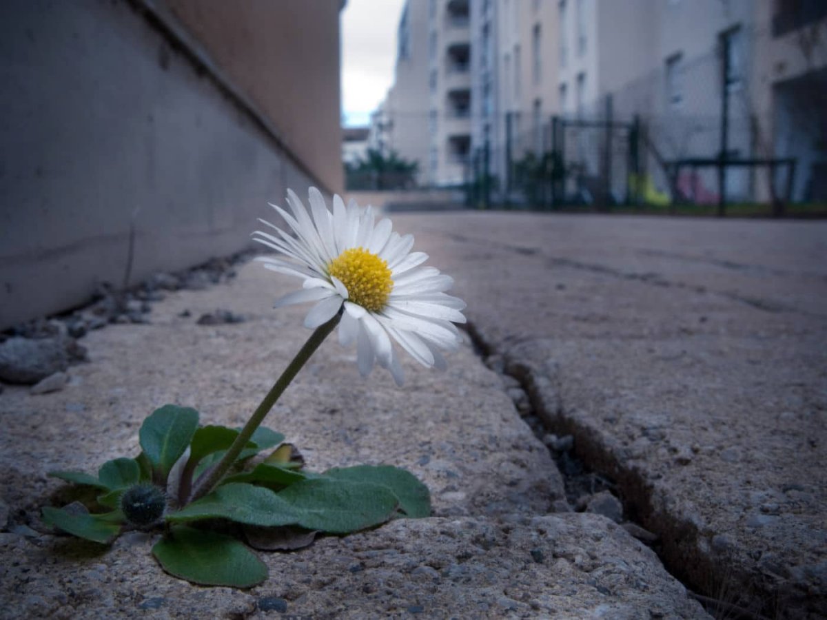 Растение сквозь асфальт