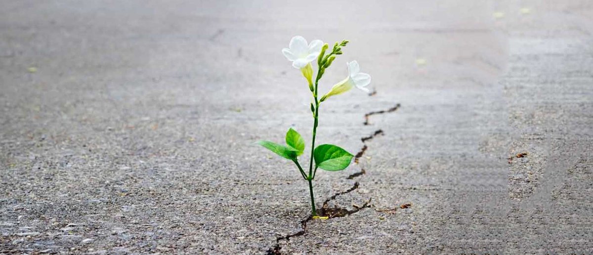 Цветок сквозь асфальт
