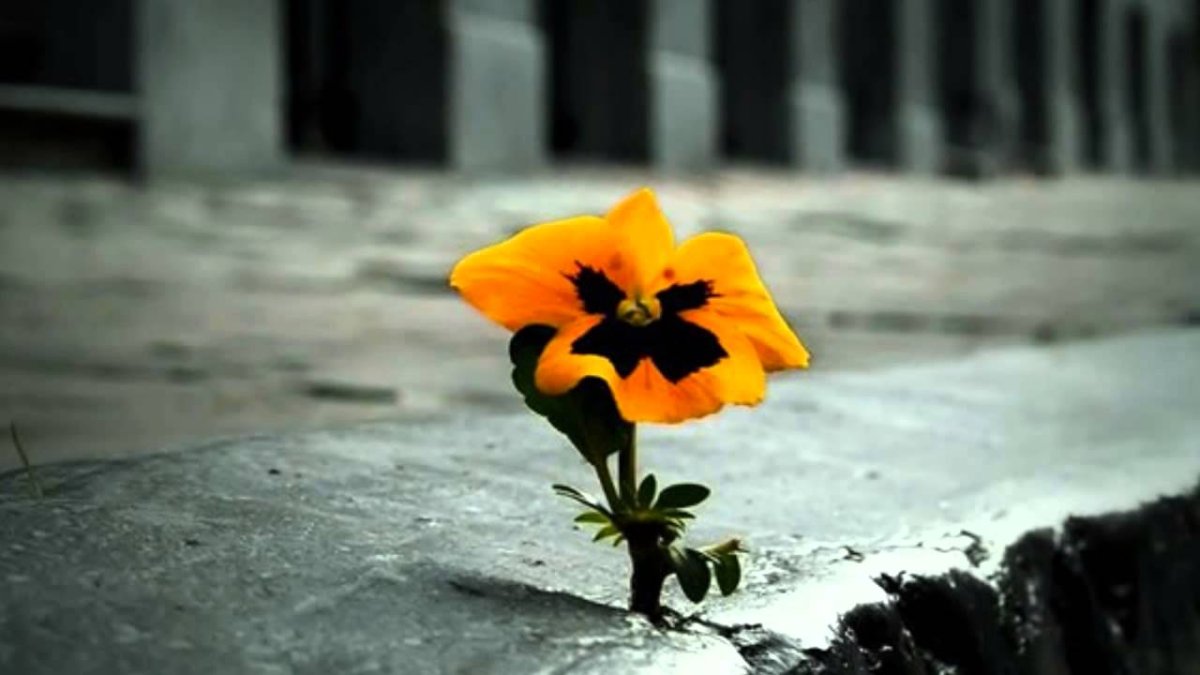 Цветы у дороги