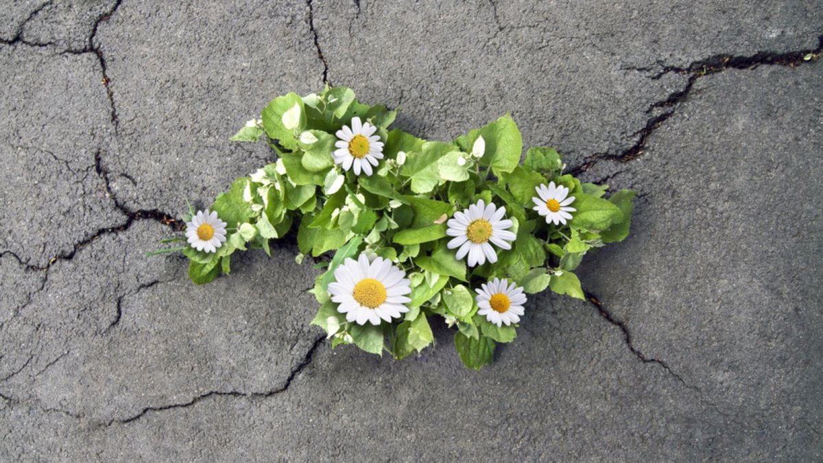 Цветок лежит на асфальте