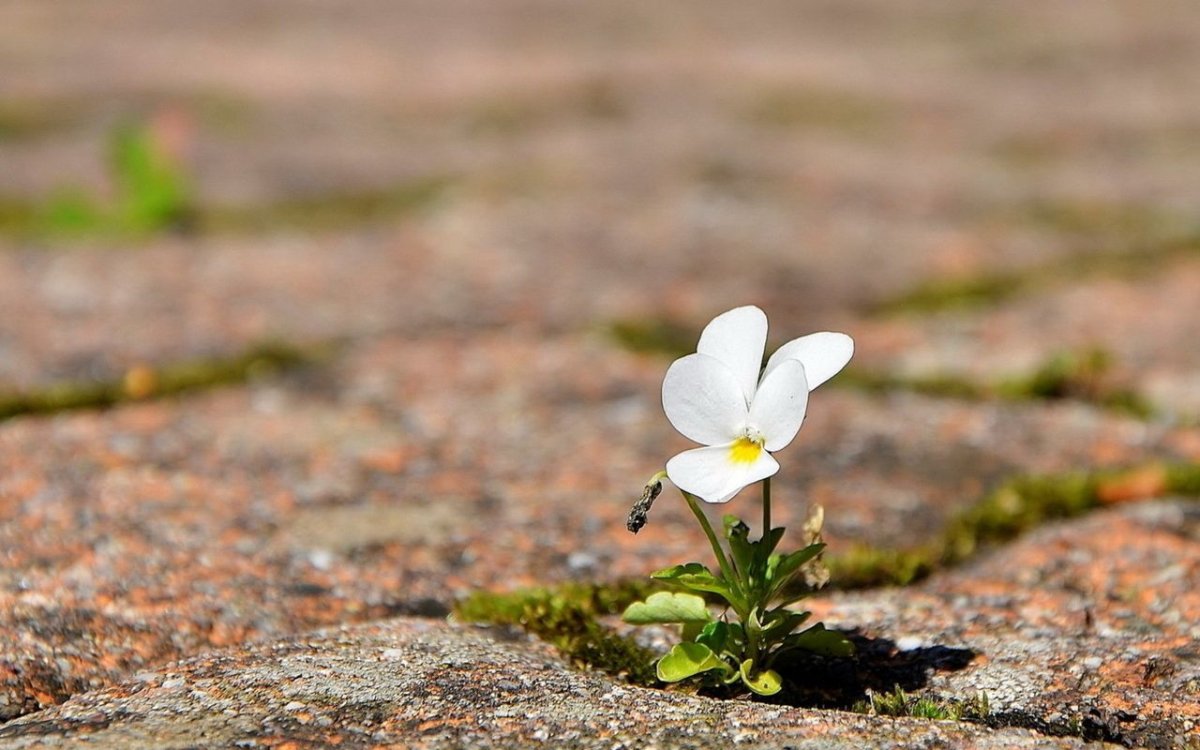 Цветок среди камней