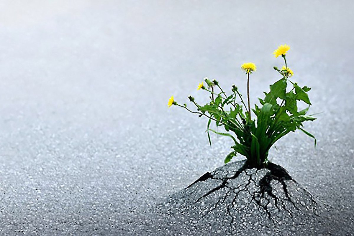 Цветок пробивается сквозь асфальт