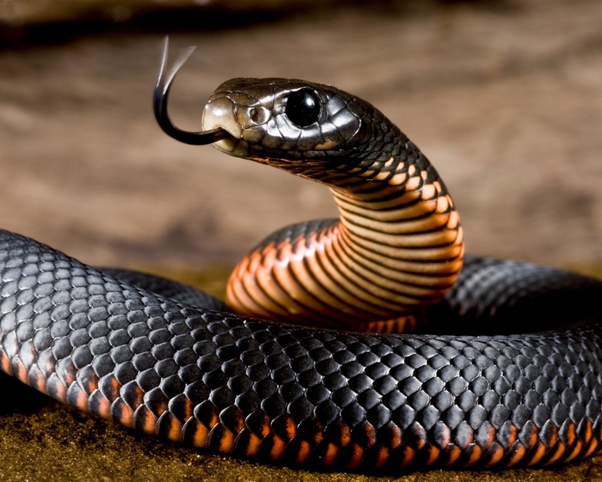 Черный Аспид змея