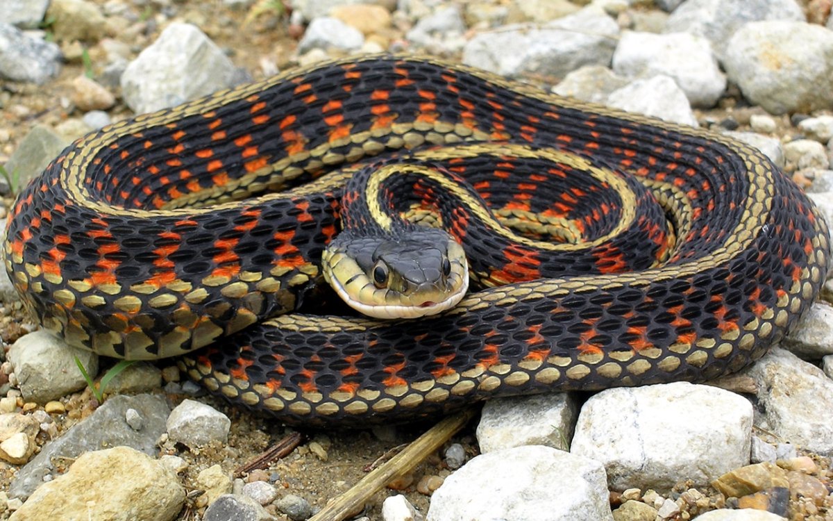 Garter Snake змея