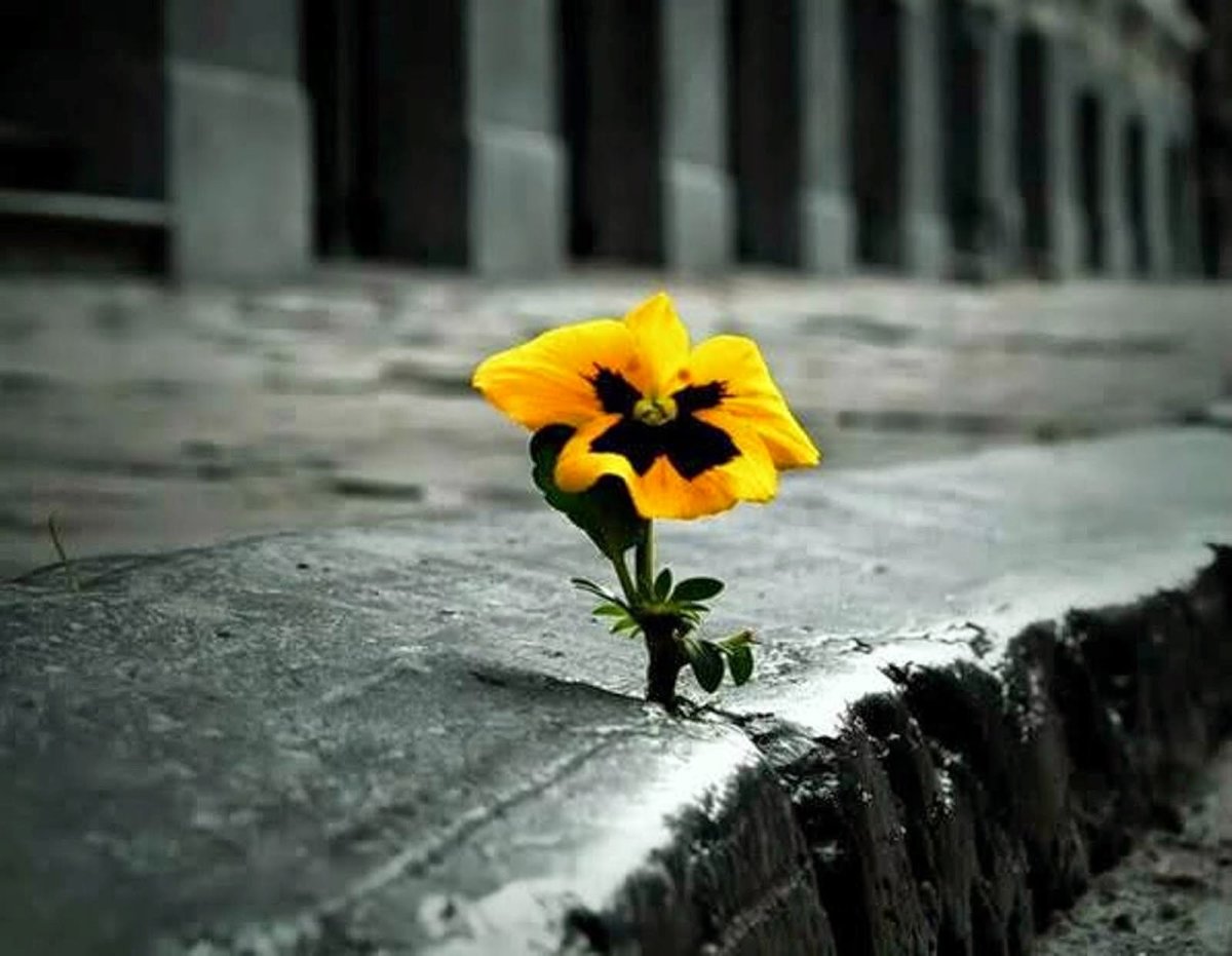 Цветок из асфальта