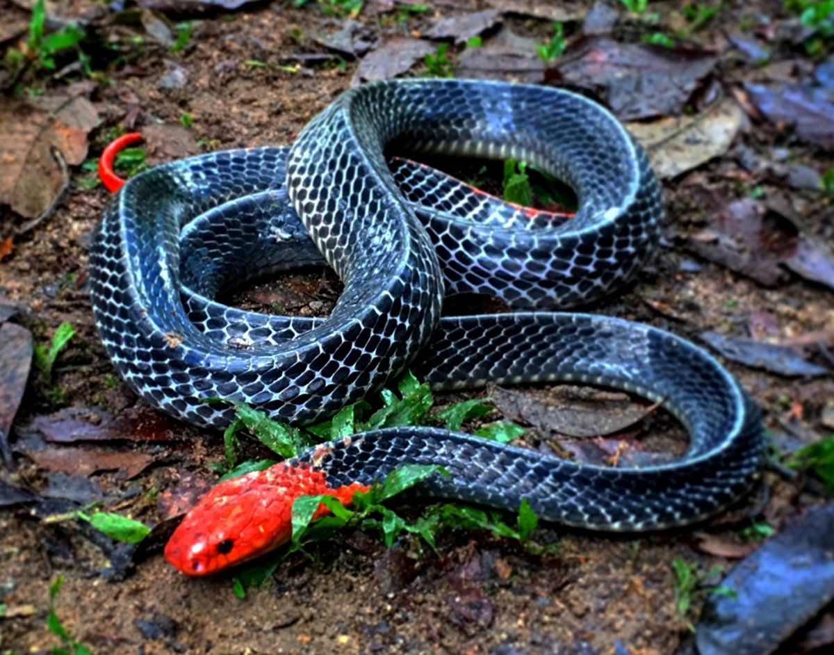 Желтоголовый Крайт