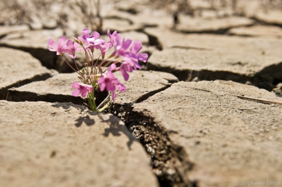 Растение через асфальт