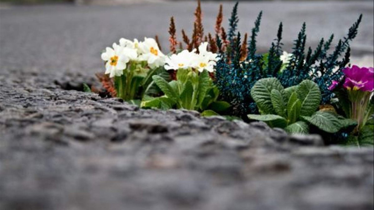 Цветы лежат на снегу