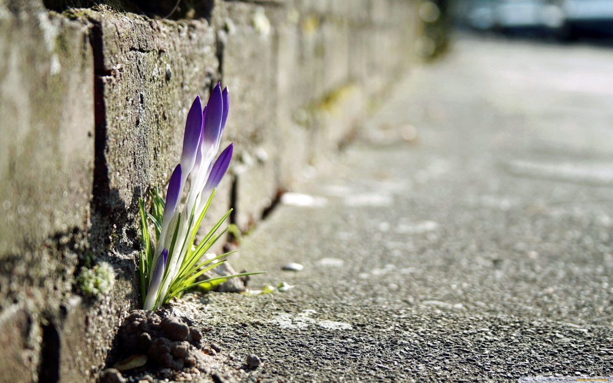 Илья Глазунов цветок сквозь асфальт