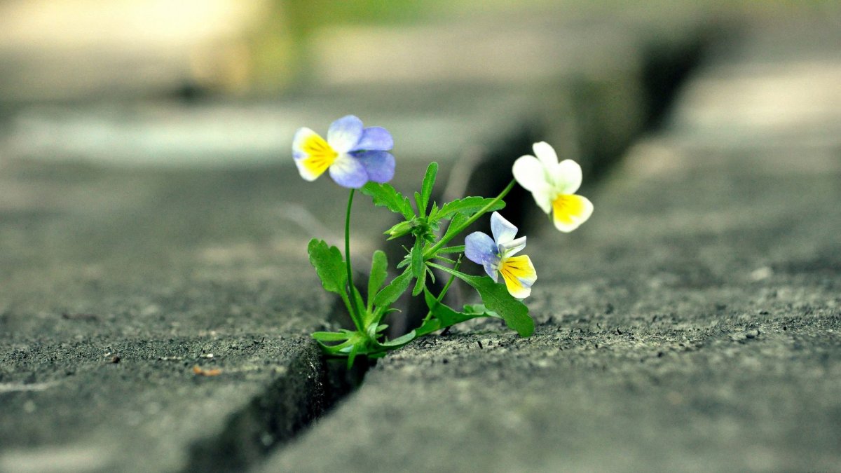 Росток iz kamnya