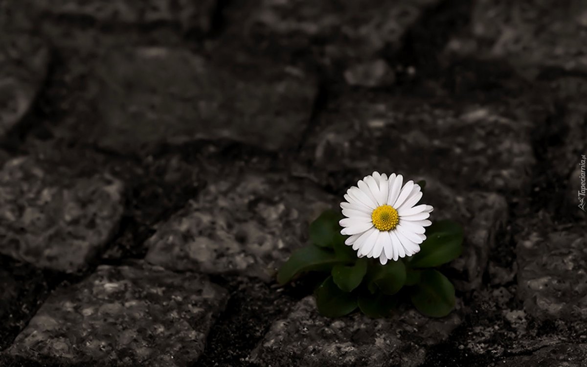 Росток сквозь асфальт