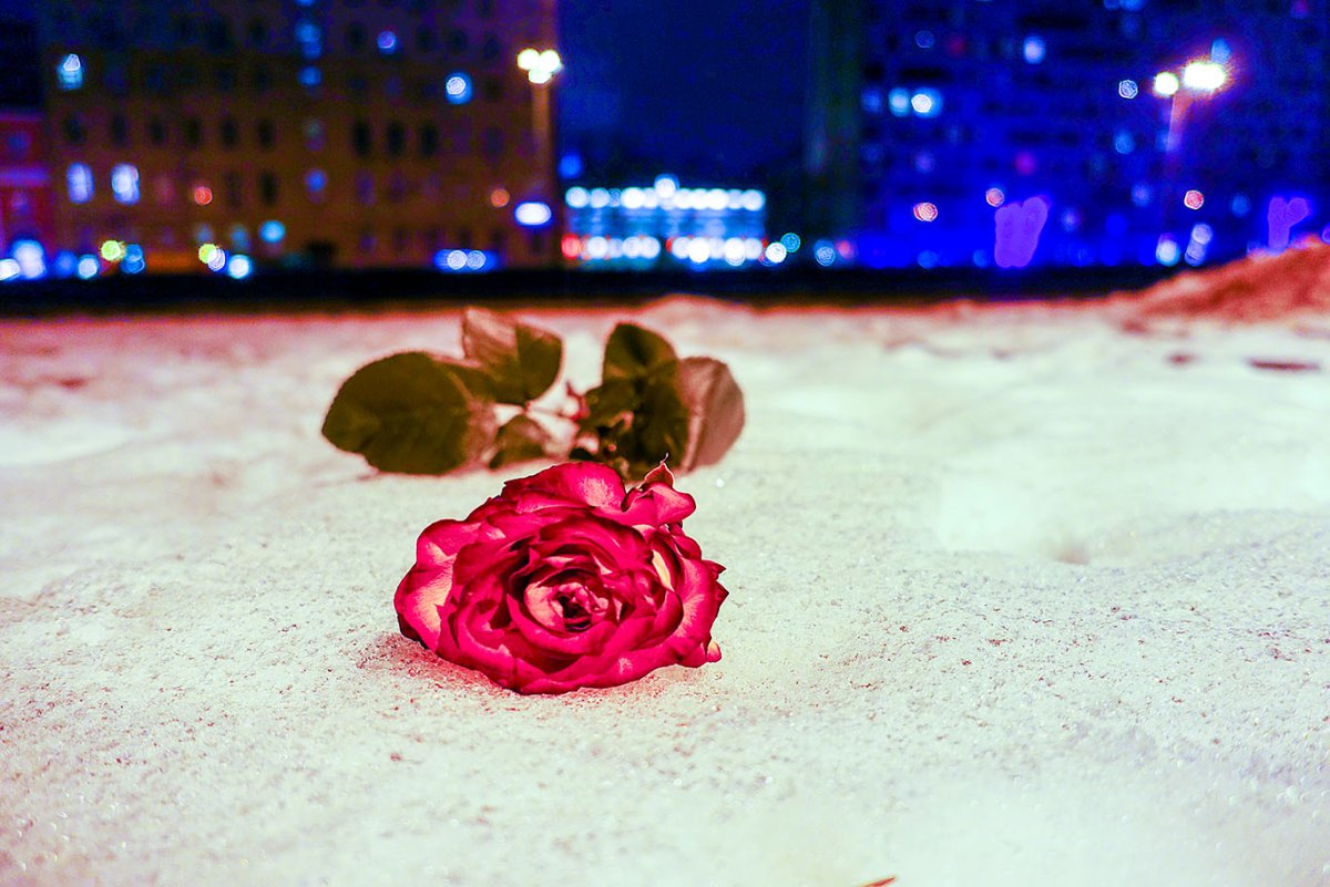 Цветок вырос в асфальте