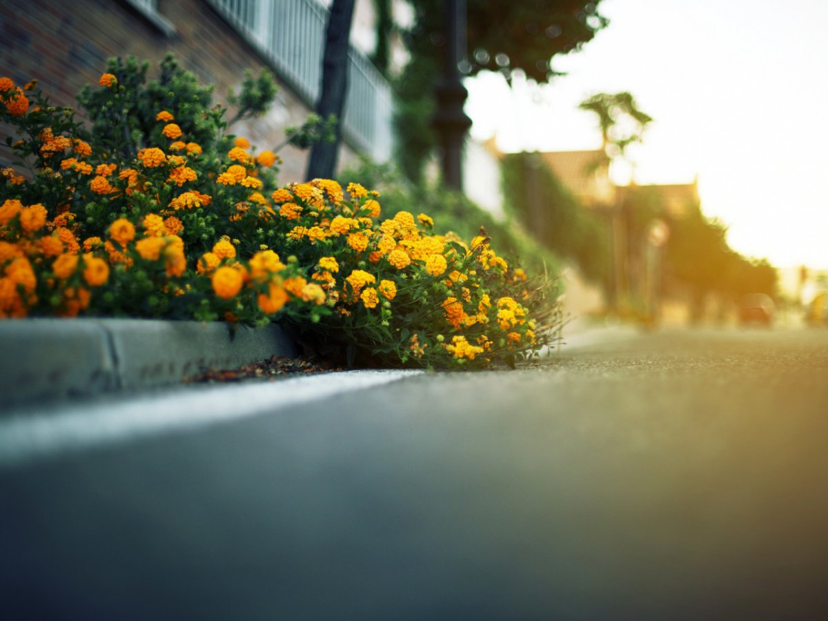 Цветок пробивается сквозь асфальт