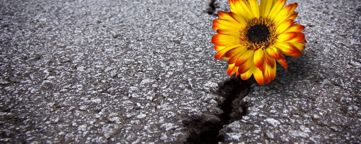 Цветок среди камней