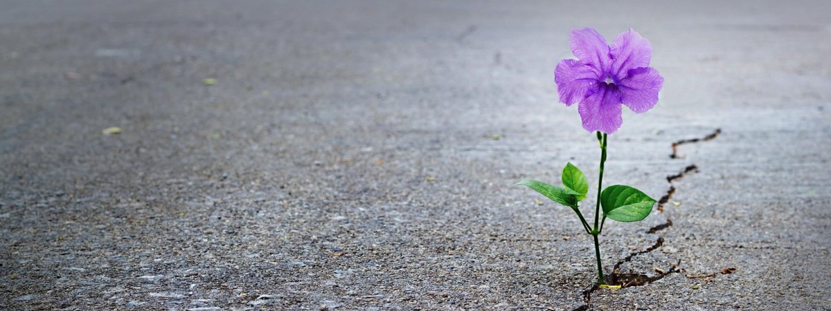 Цветок из под асфальта