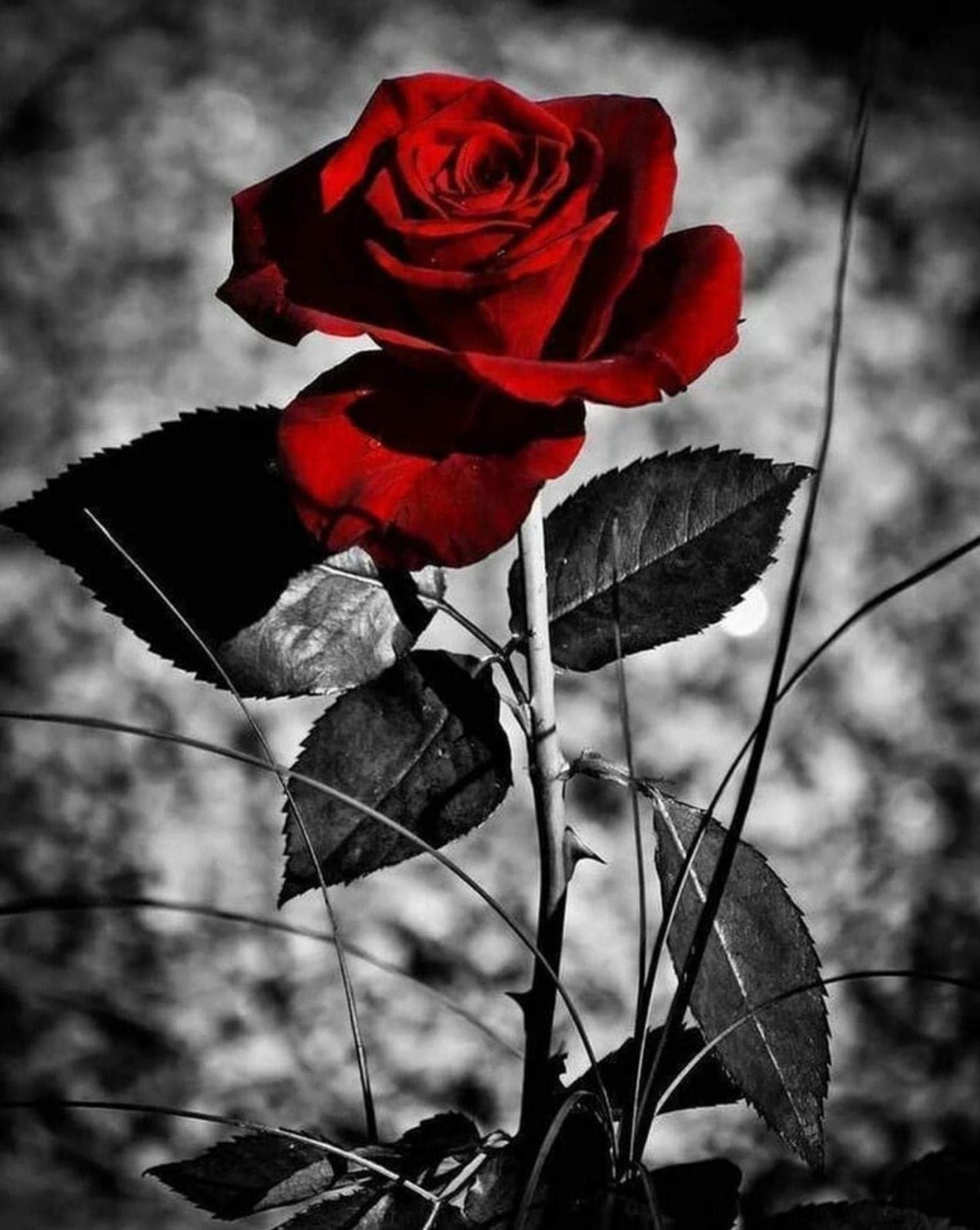 Красная роза на черном
