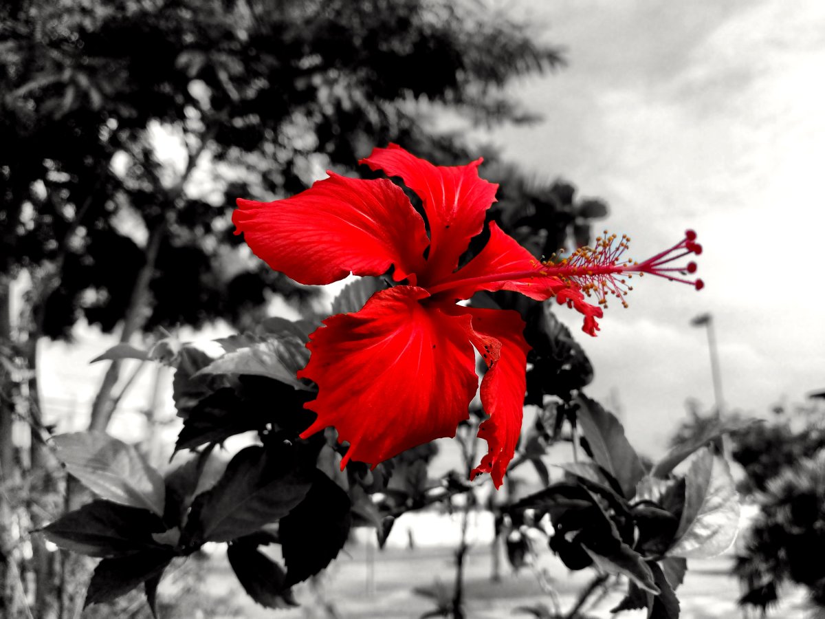 Черно белые с цветными элементами