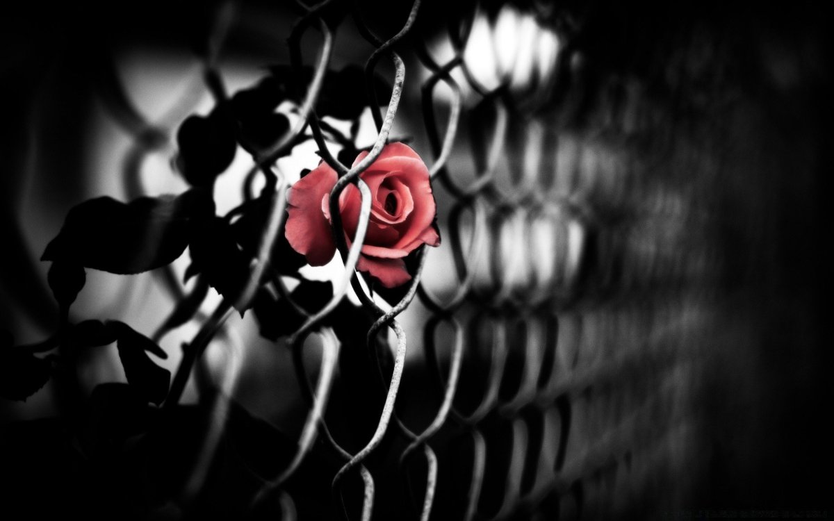 Готические цветы