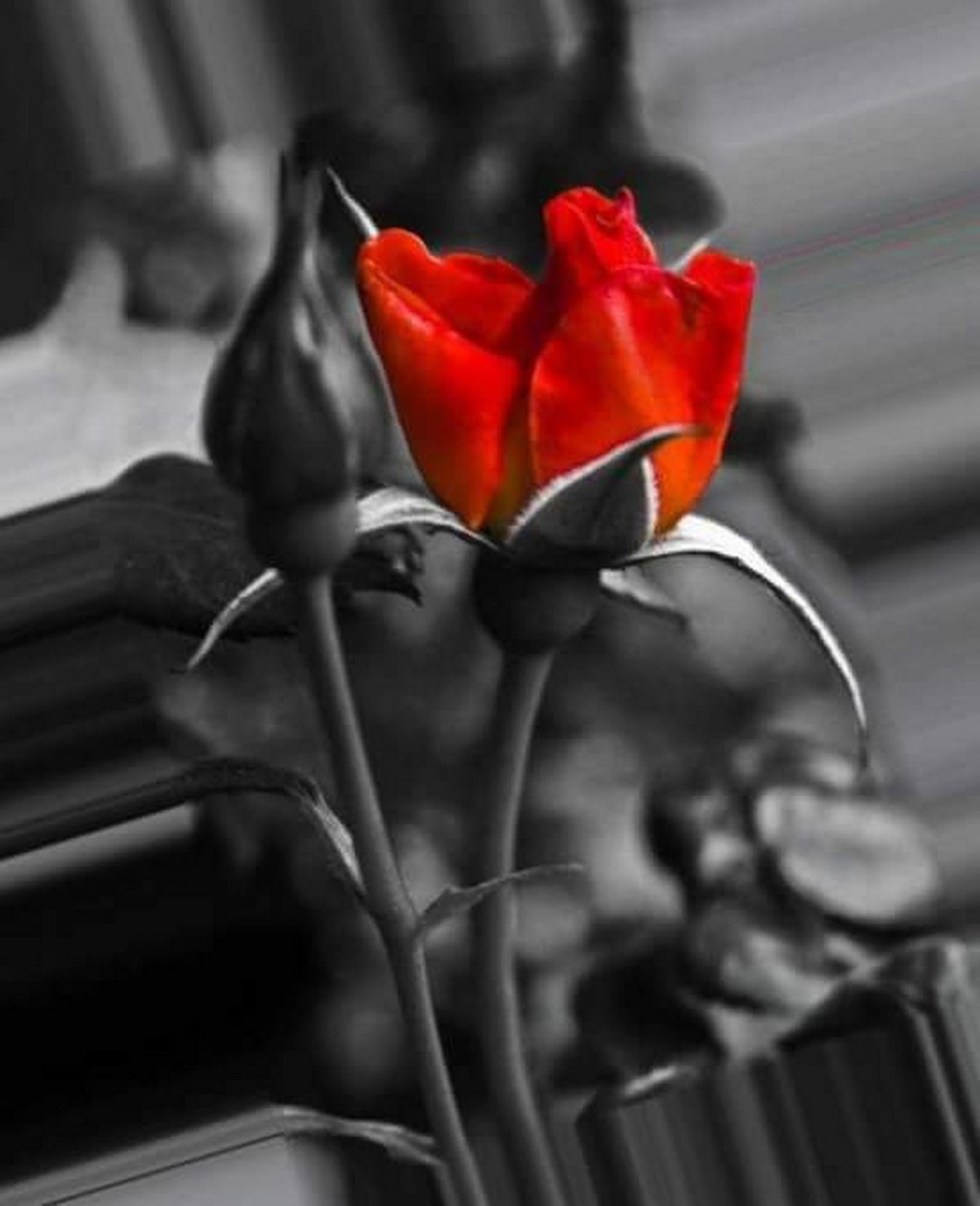 Серо красные цветы