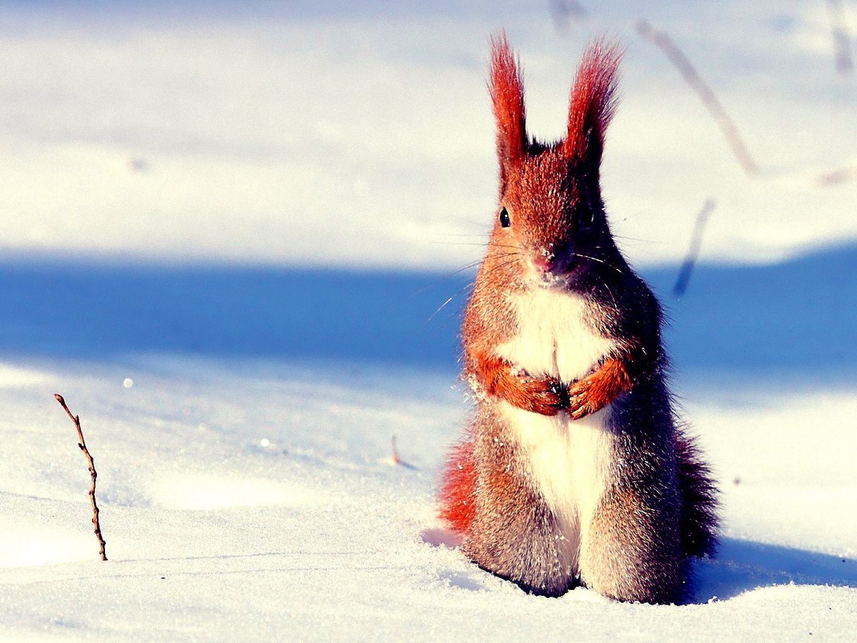 Зимний пейзаж с белкой