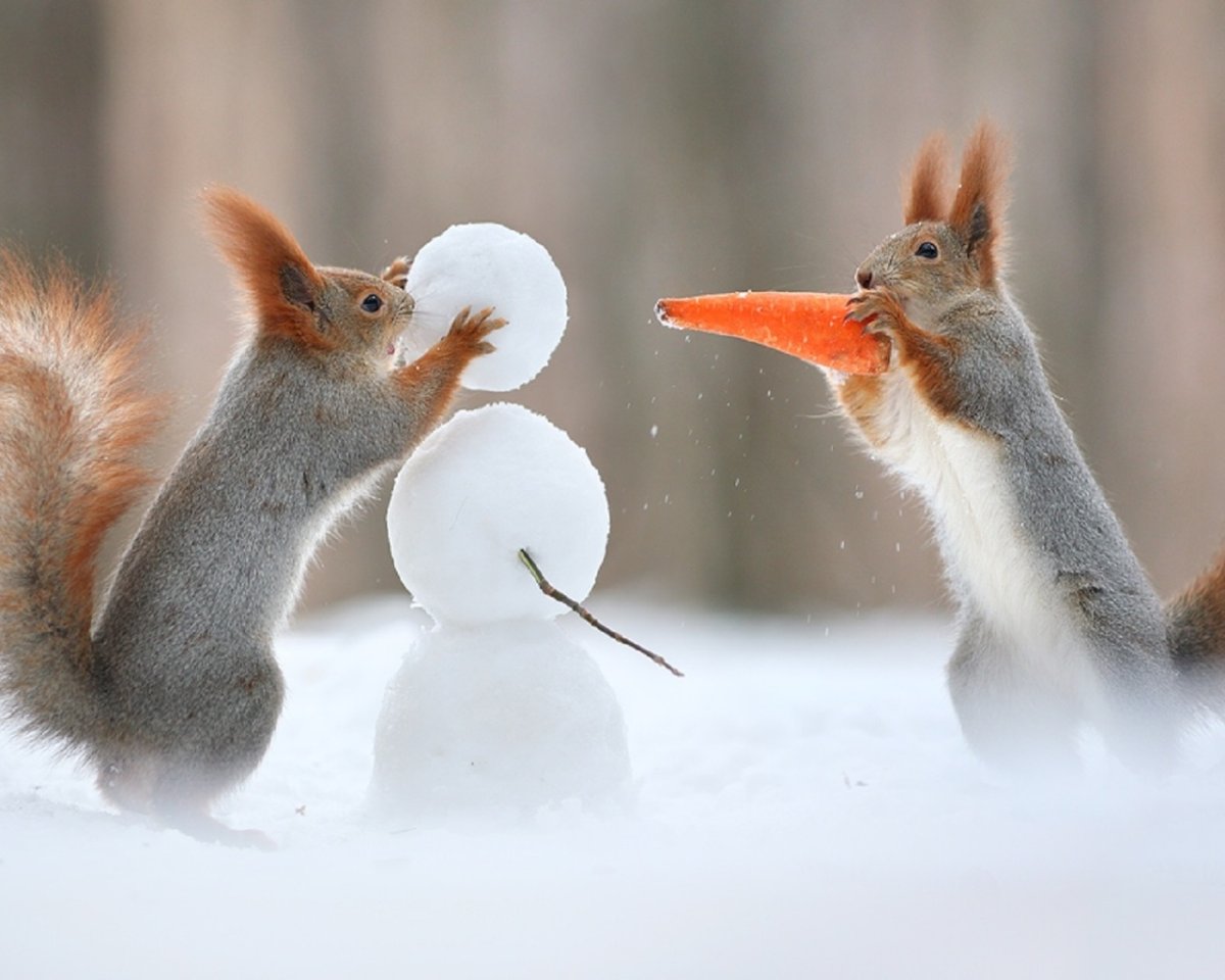 Белки зимой картинки на рабочий стол