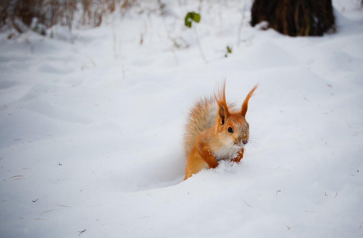 Морозный день и много зайчики милота