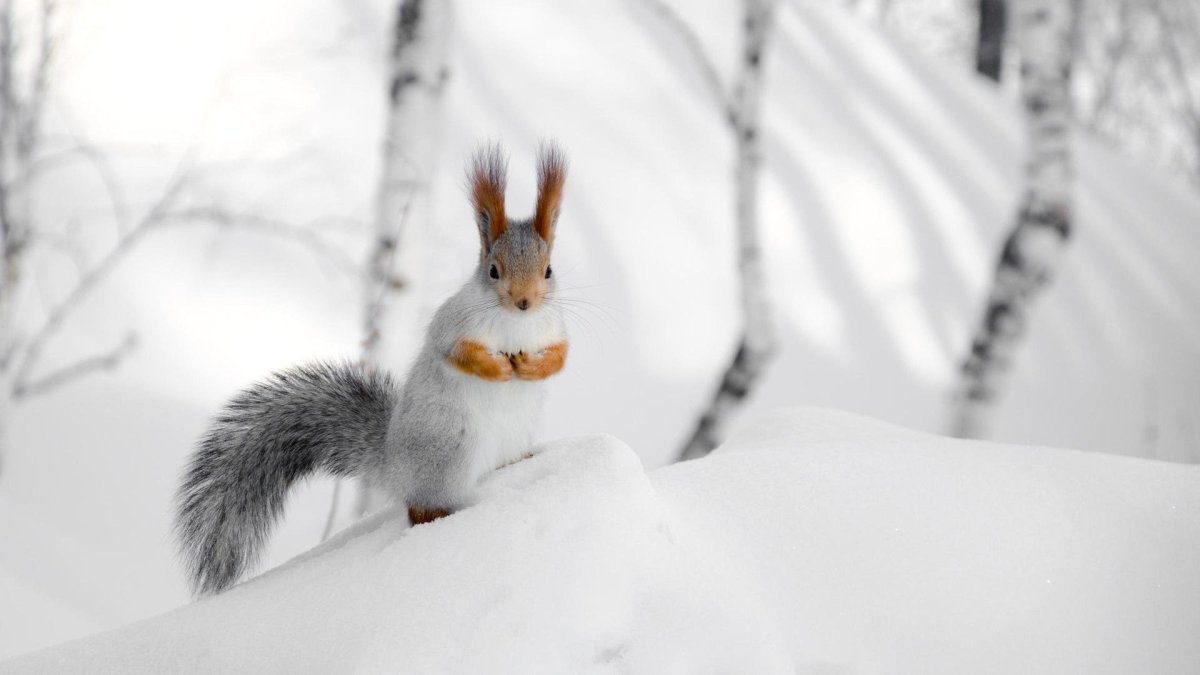 Живая природа зимой