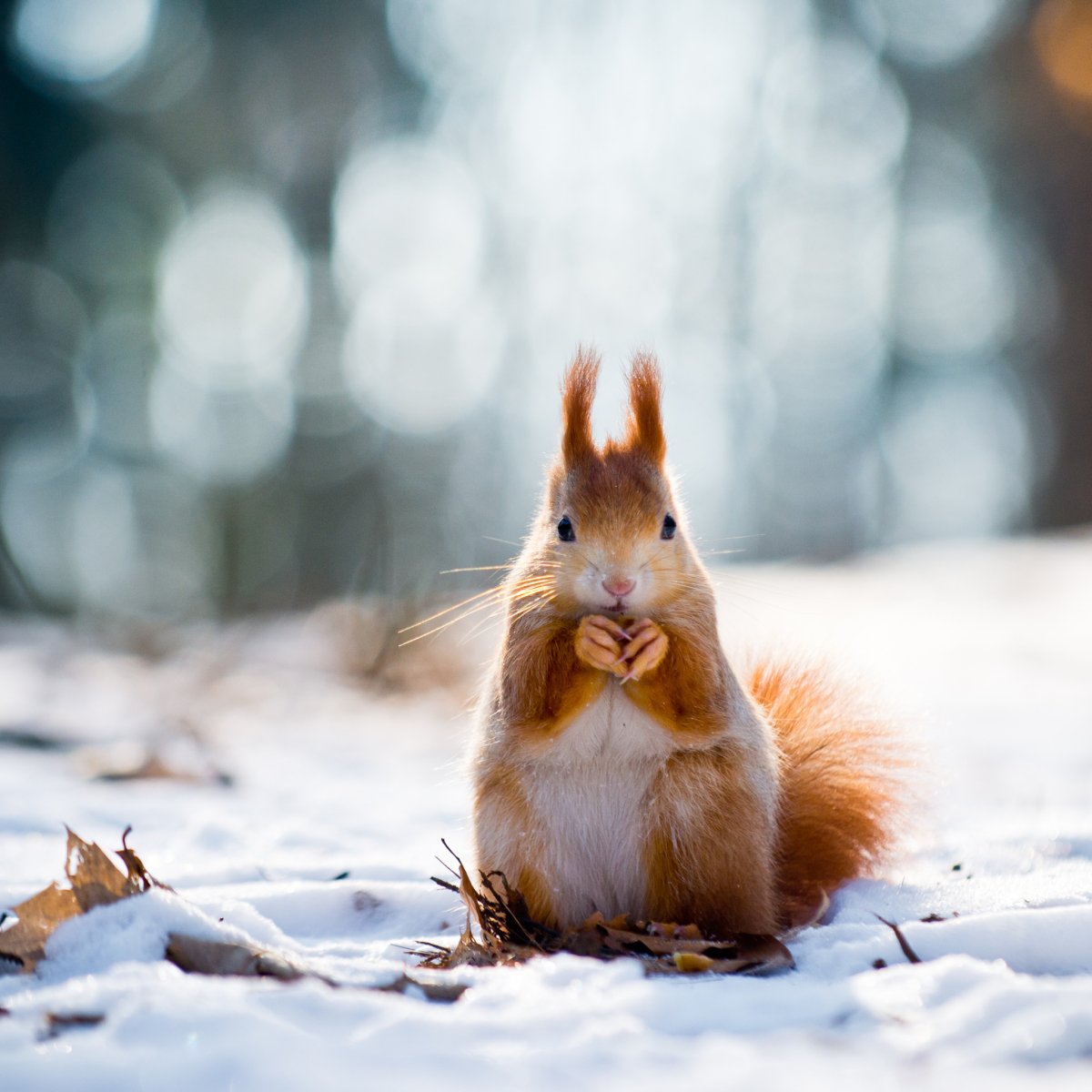 Белки в Санкт-Петербурге в парках