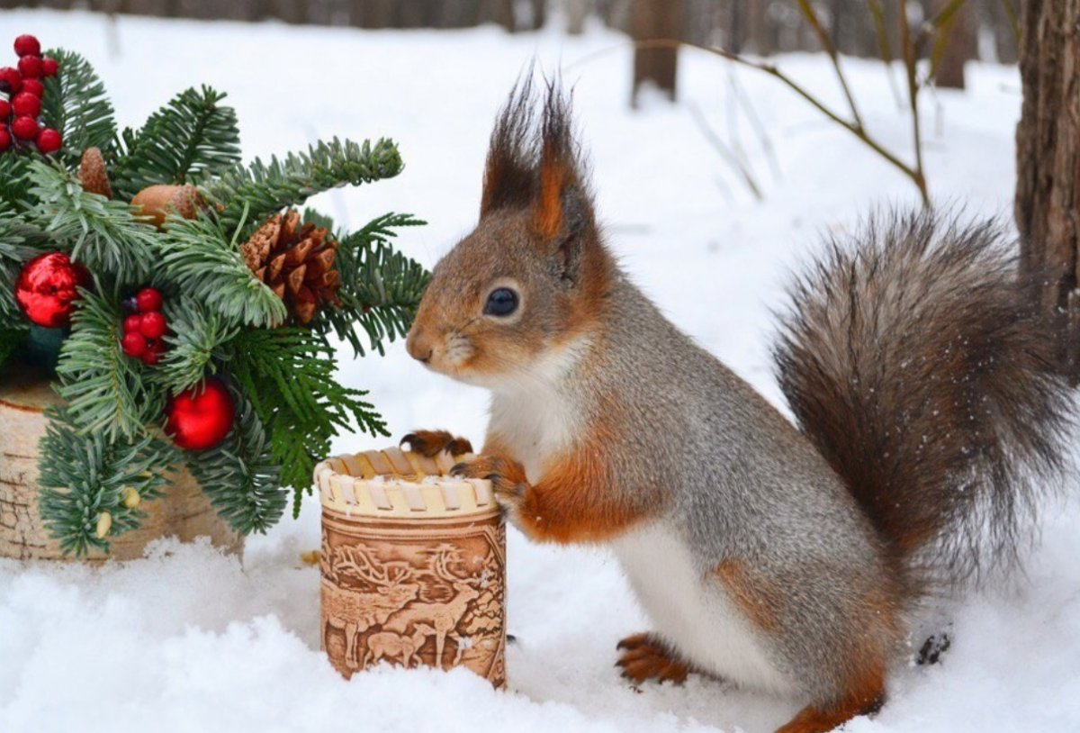Зимние белочки Вадим Трунов