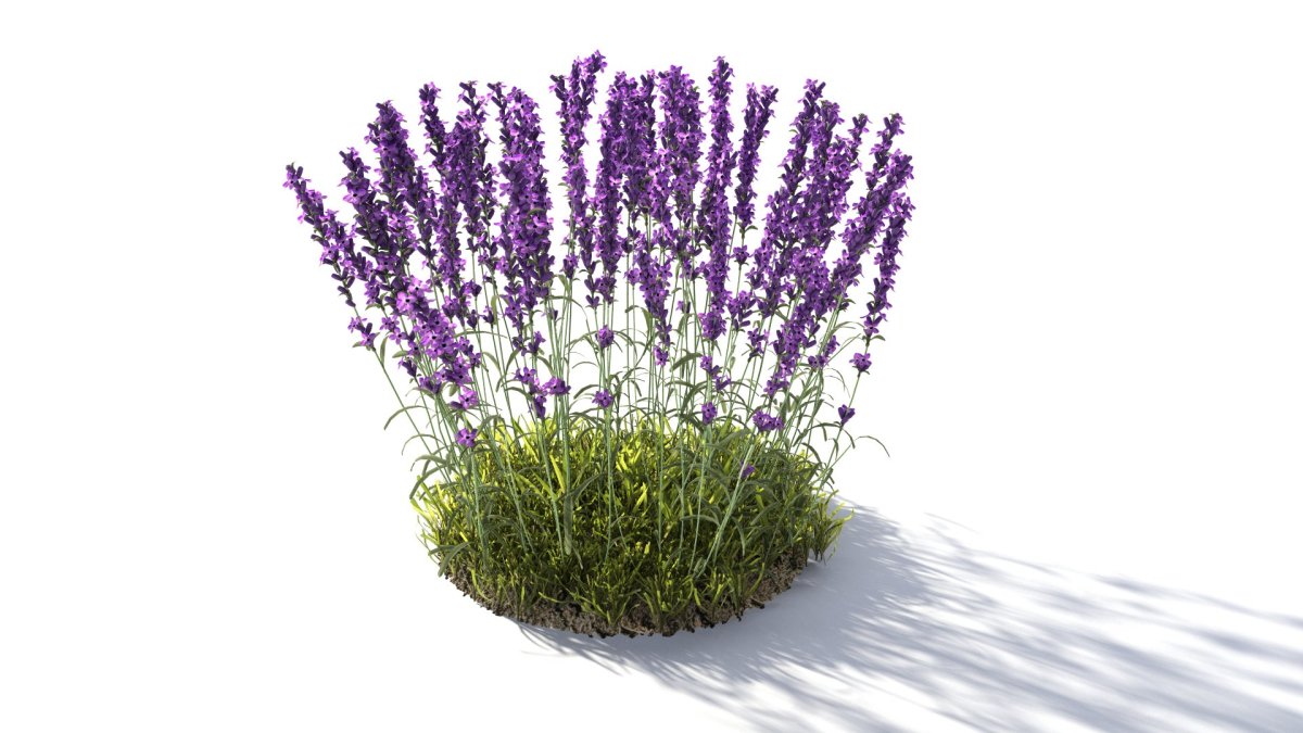 Лаванда d12 h25