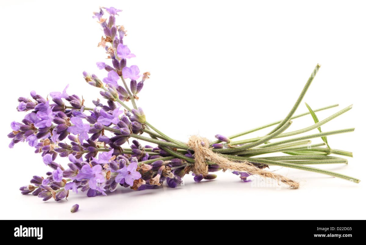 Фон Лаванда на белом фоне