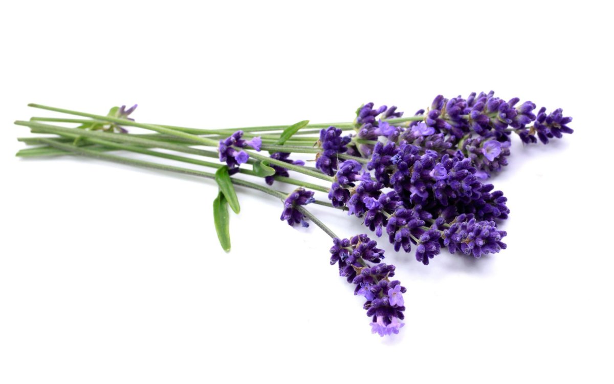 Веточка лаванды